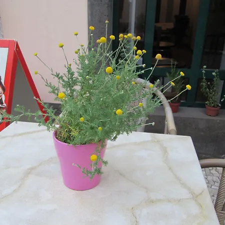 Amparo Machico (Madeira)